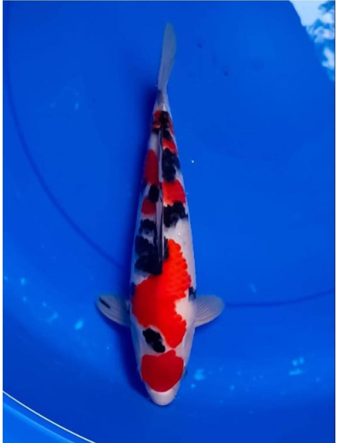 A. Best In Size, 26 - 30 cm