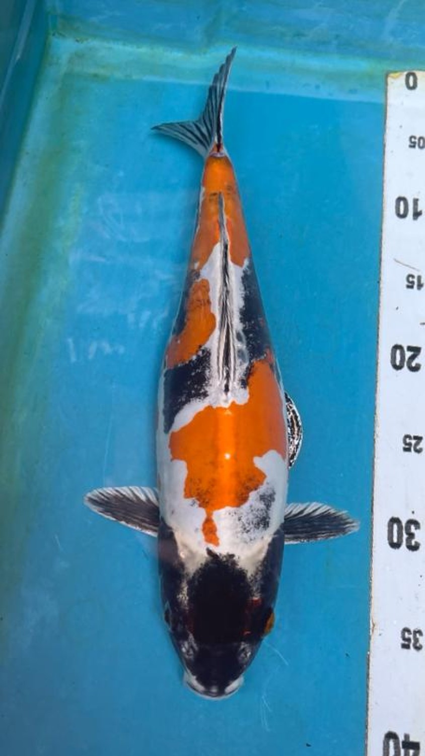 Juara 2