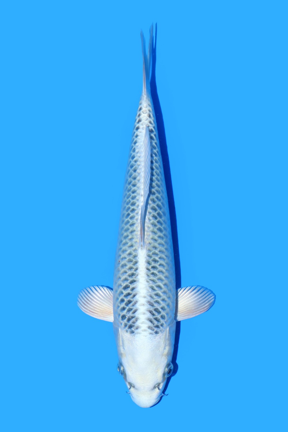 Juara 1