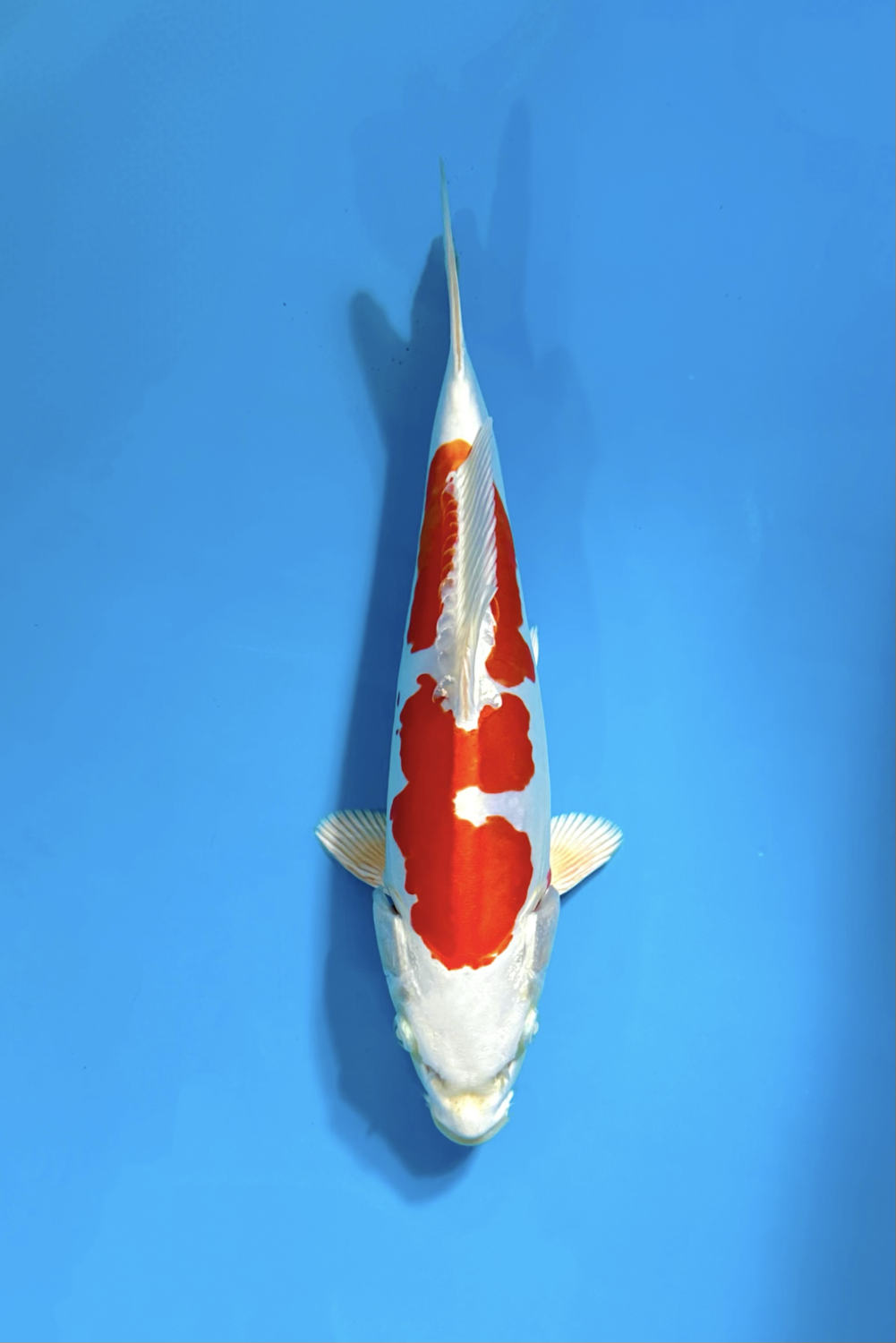 Juara 1