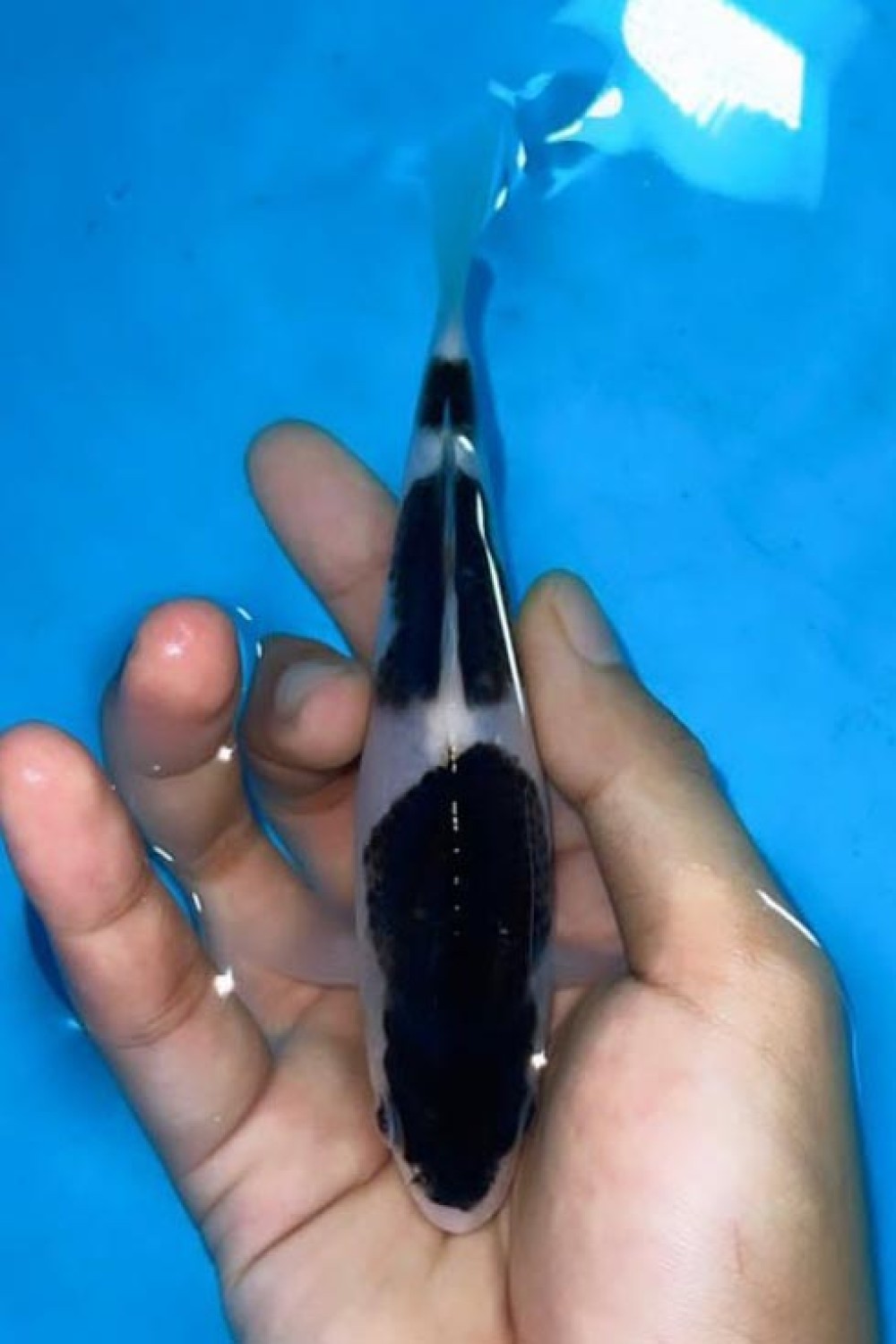 Juara 2