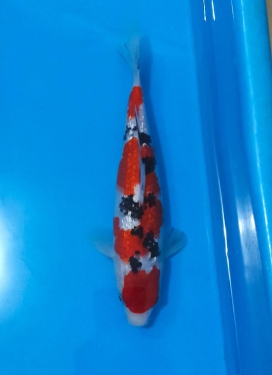 Best In Size B, 21 - 25 cm