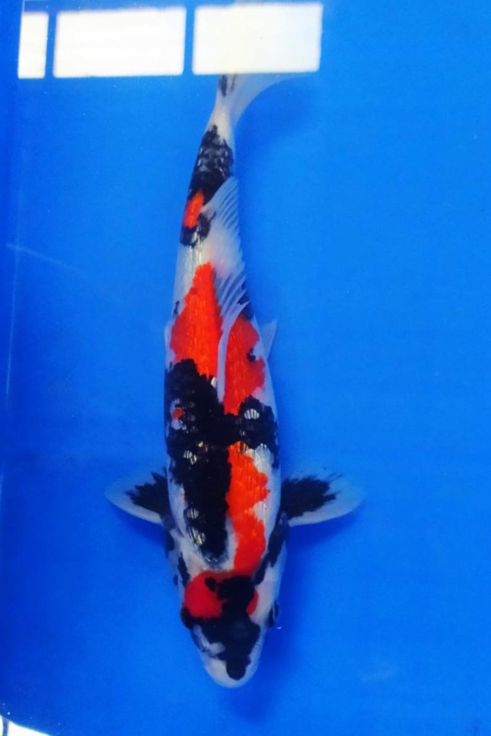 Juara 1