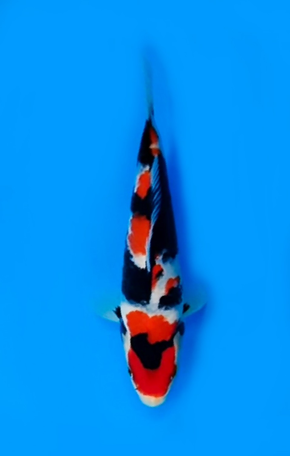 Best In Size A, 21 - 25 cm