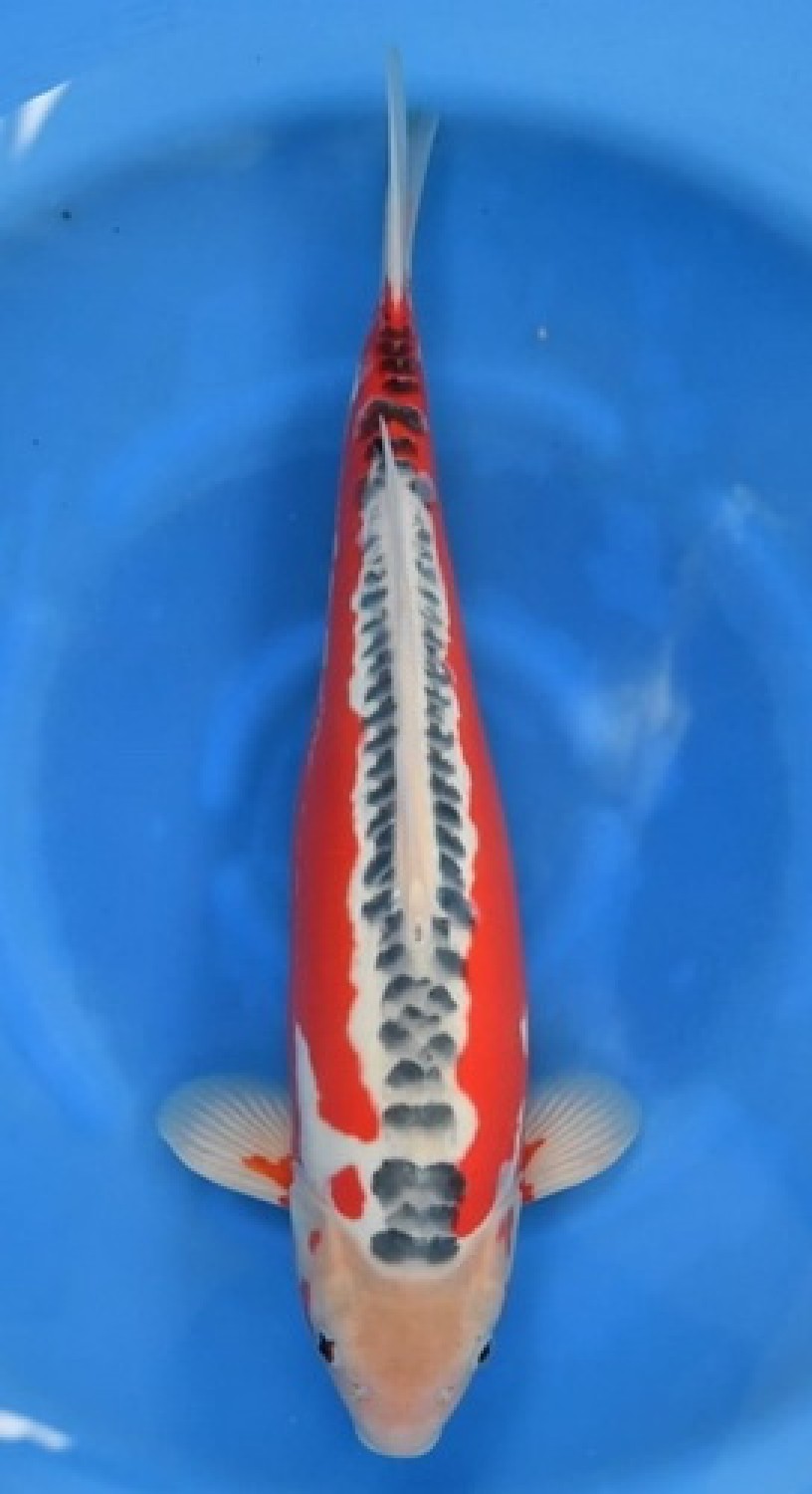 Best In Size D, 51 - 55 cm