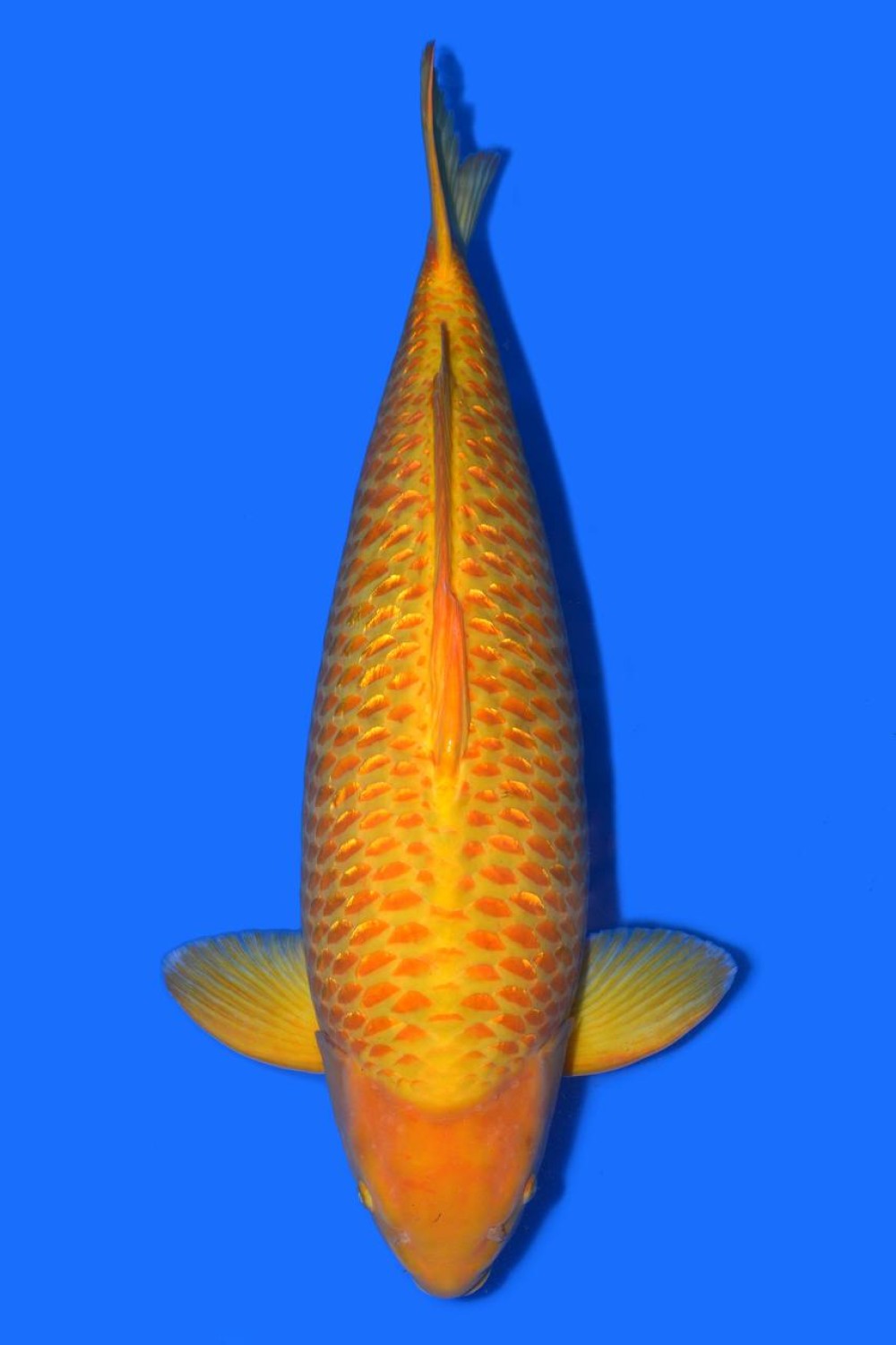 Juara 2