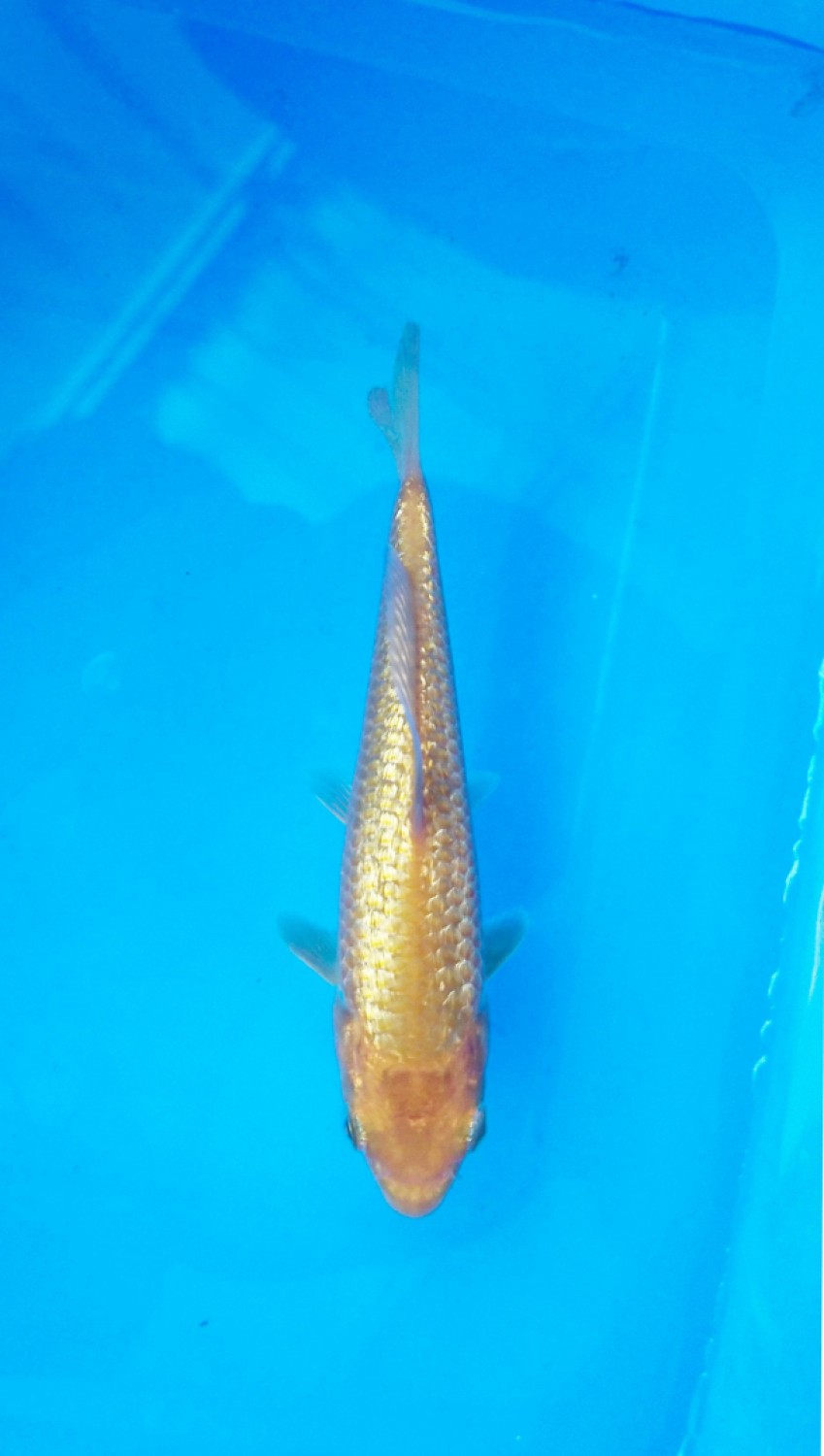 Juara 4