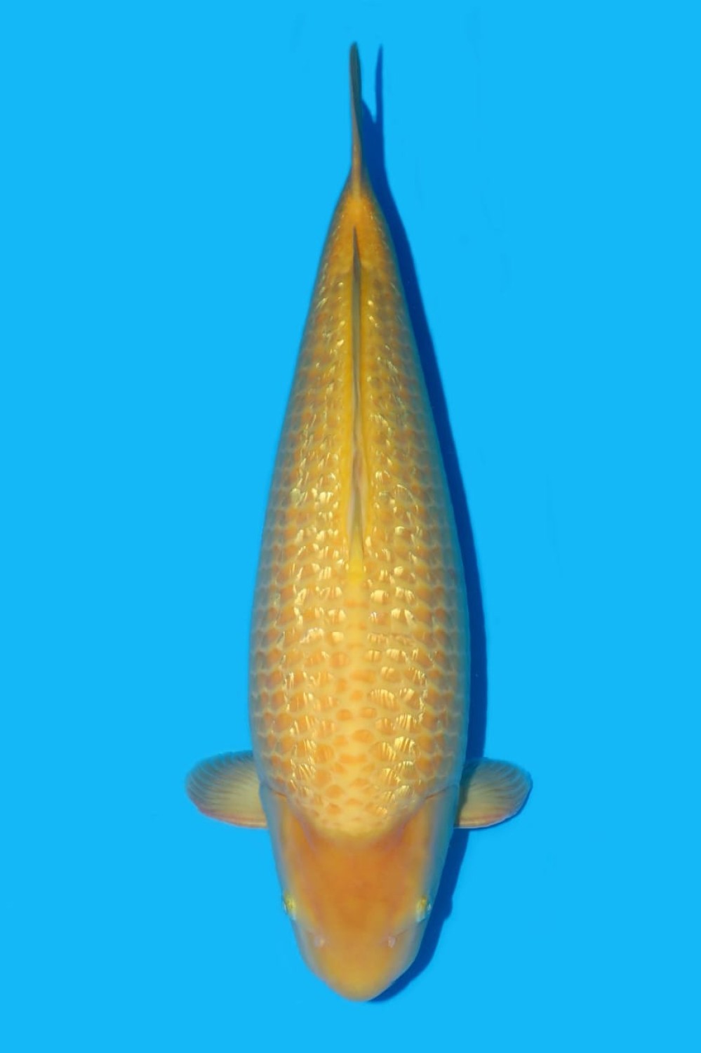 Best In Size E, 61 - 65 cm