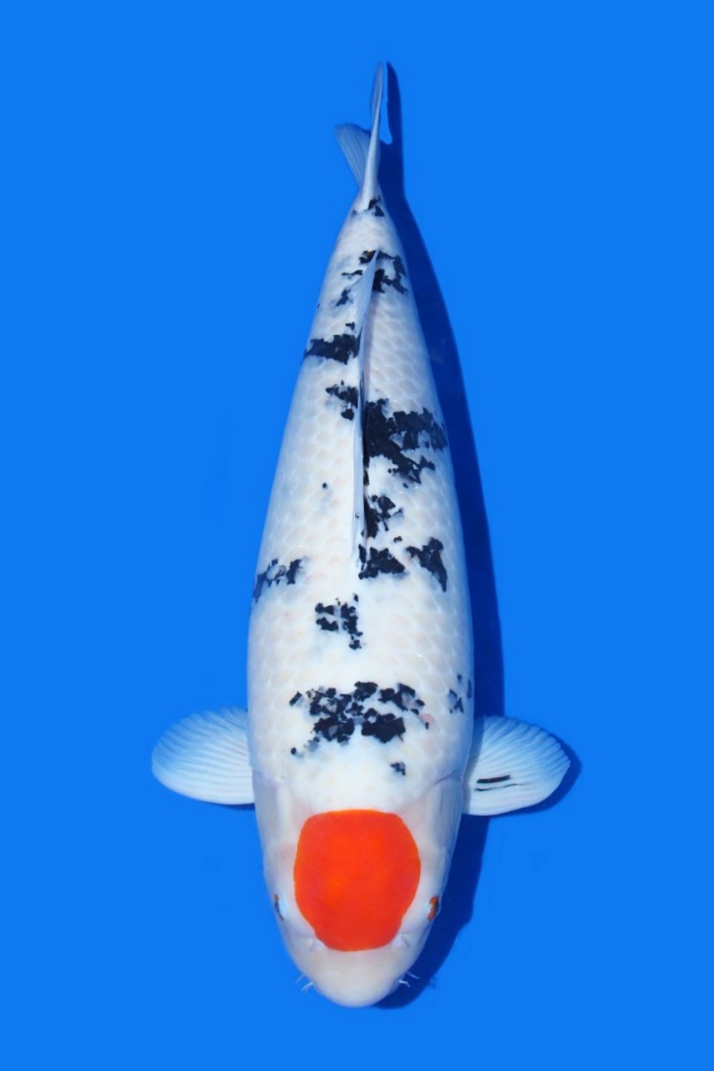 Juara 5