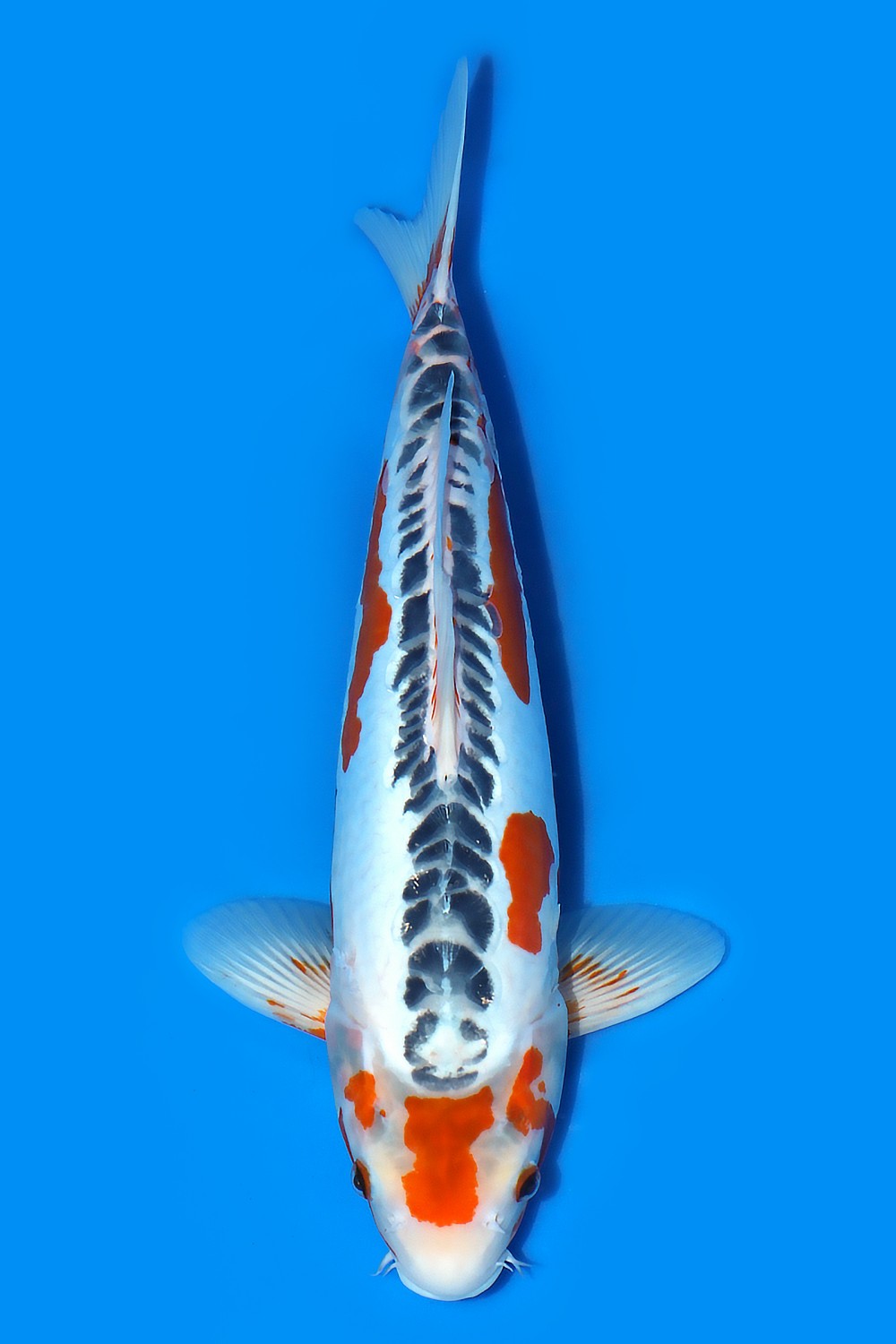 Juara 1