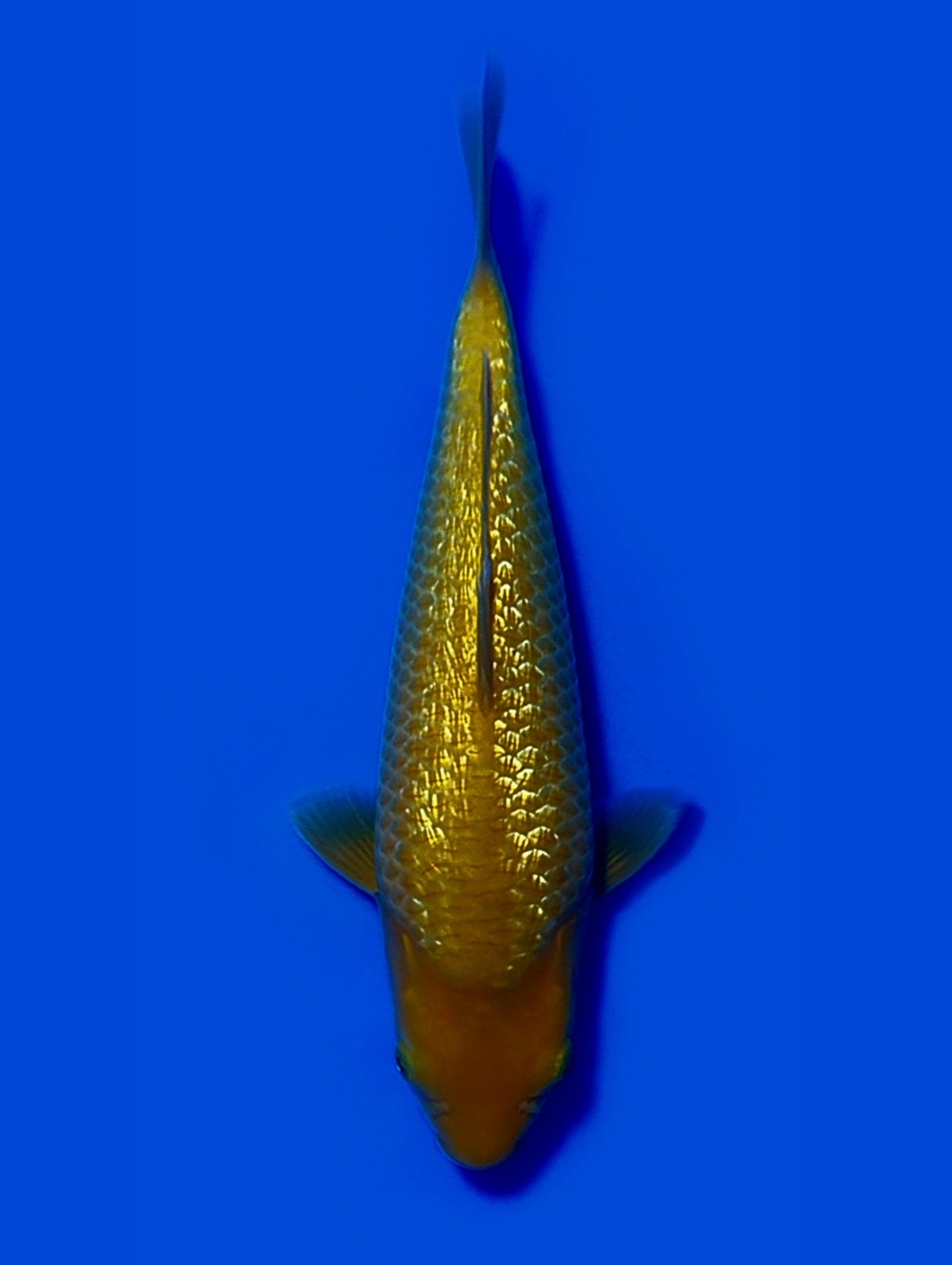 Juara 2