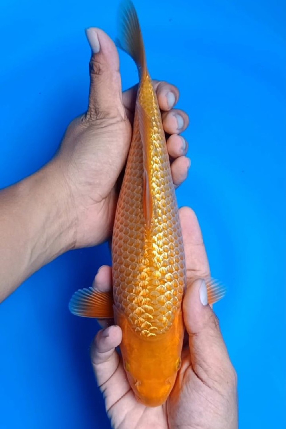 Juara 1