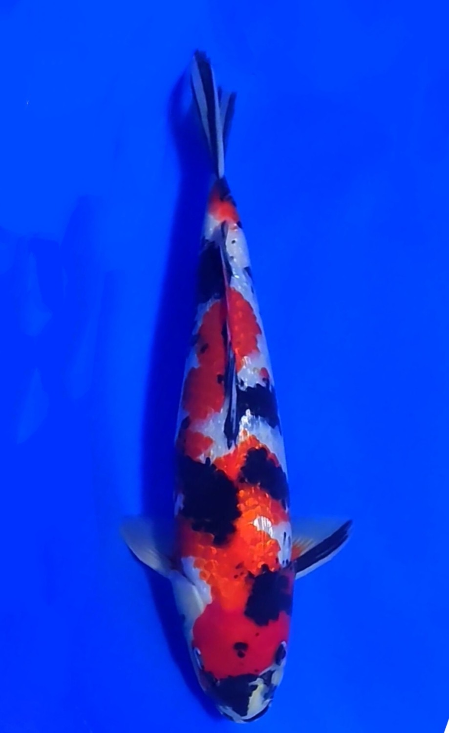 Juara 3