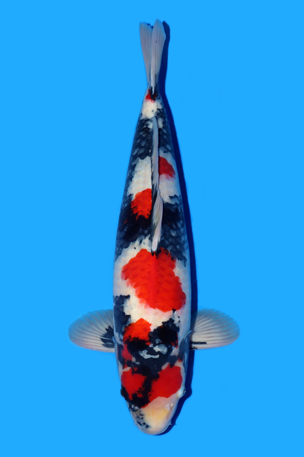 Juara 1