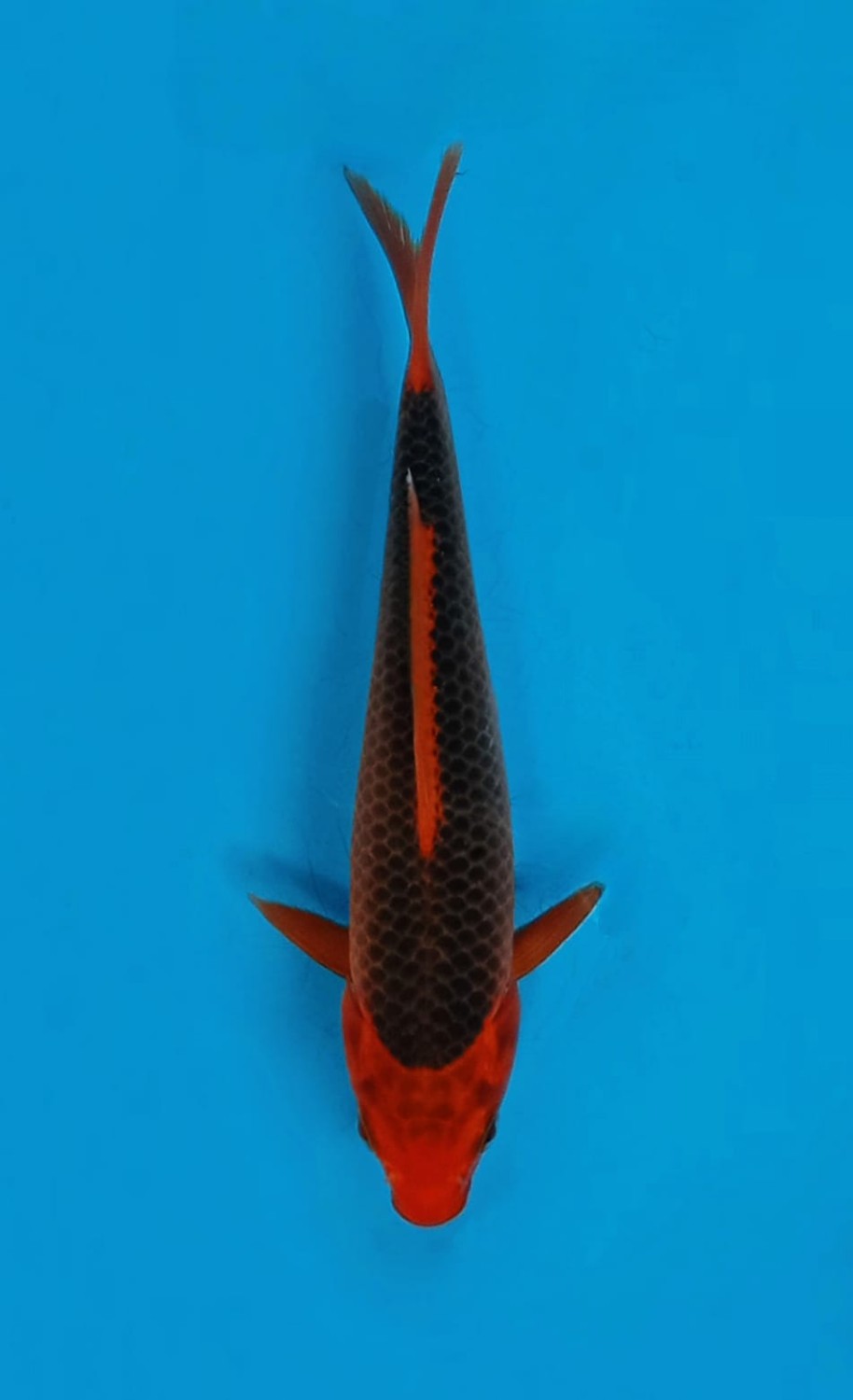 Juara 3