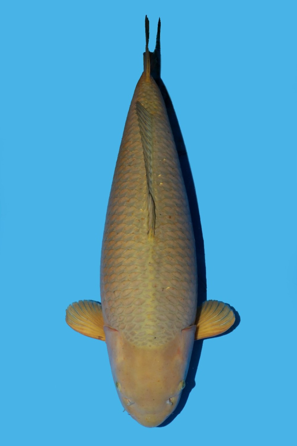 Juara 2