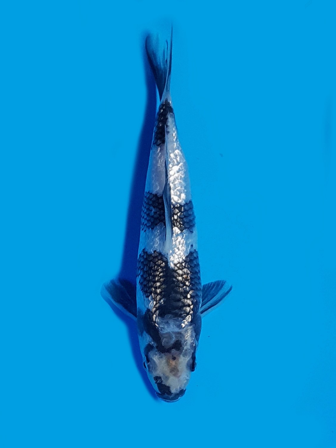 Juara 5