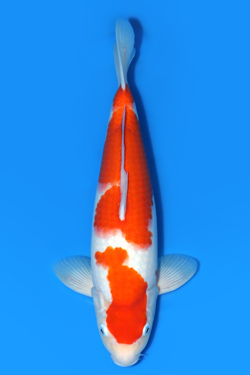 Juara 3