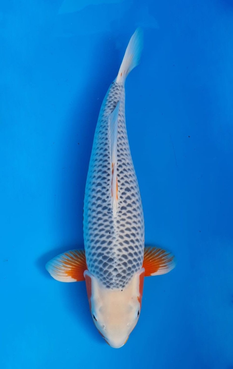 Juara 1