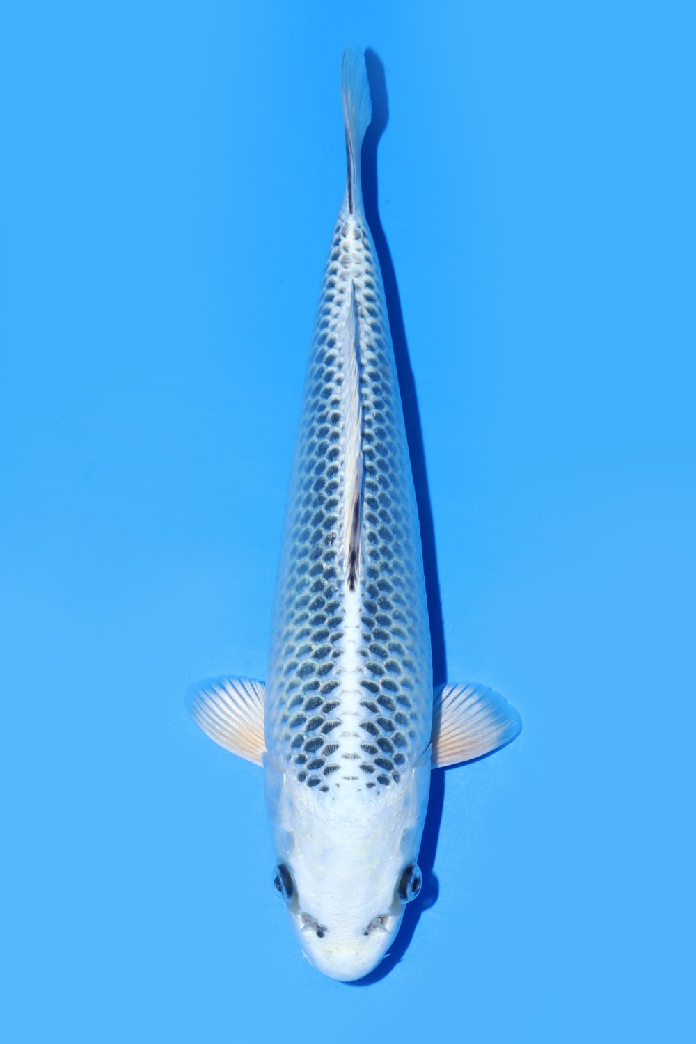 Juara 1