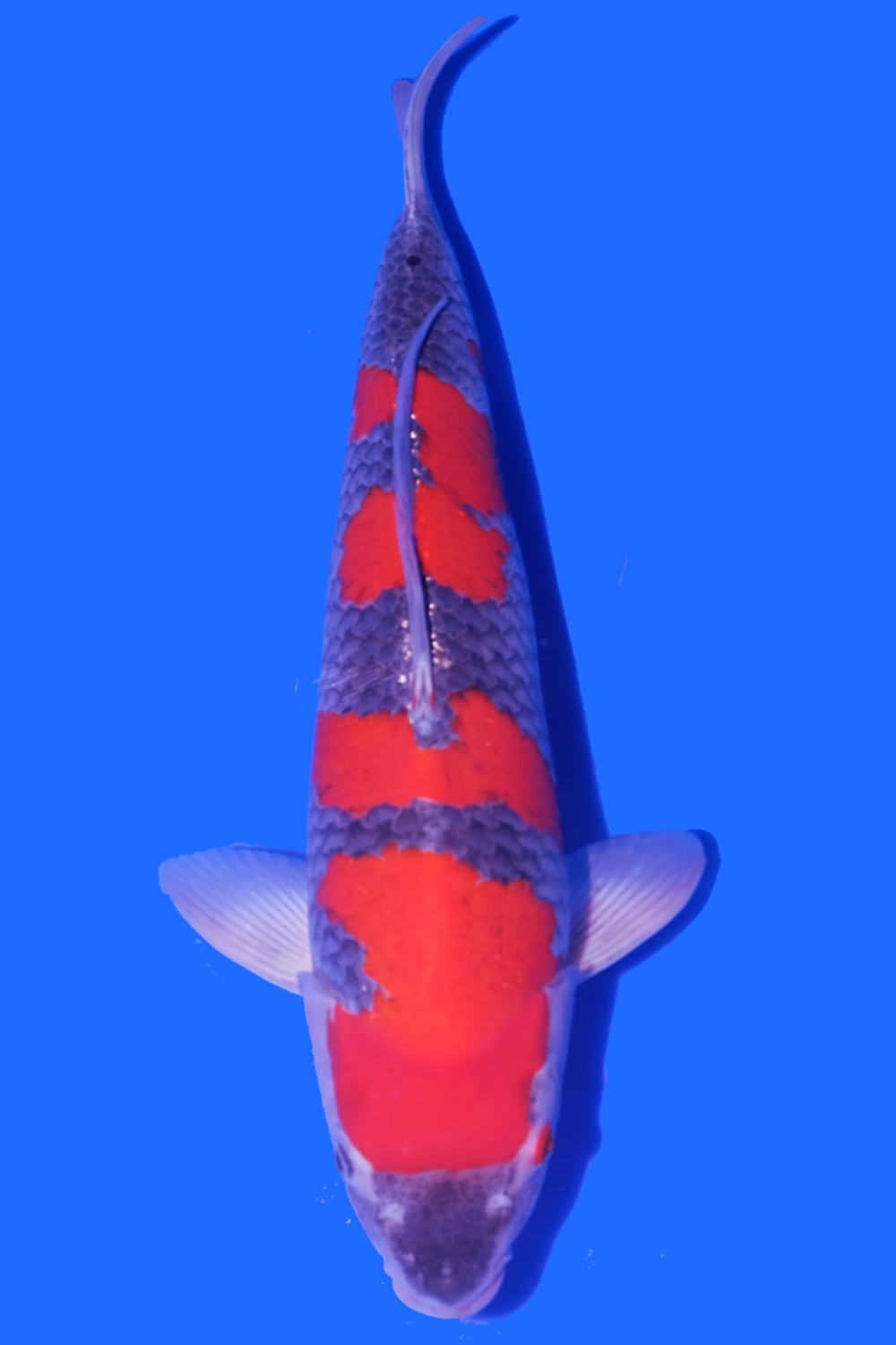 Juara 1