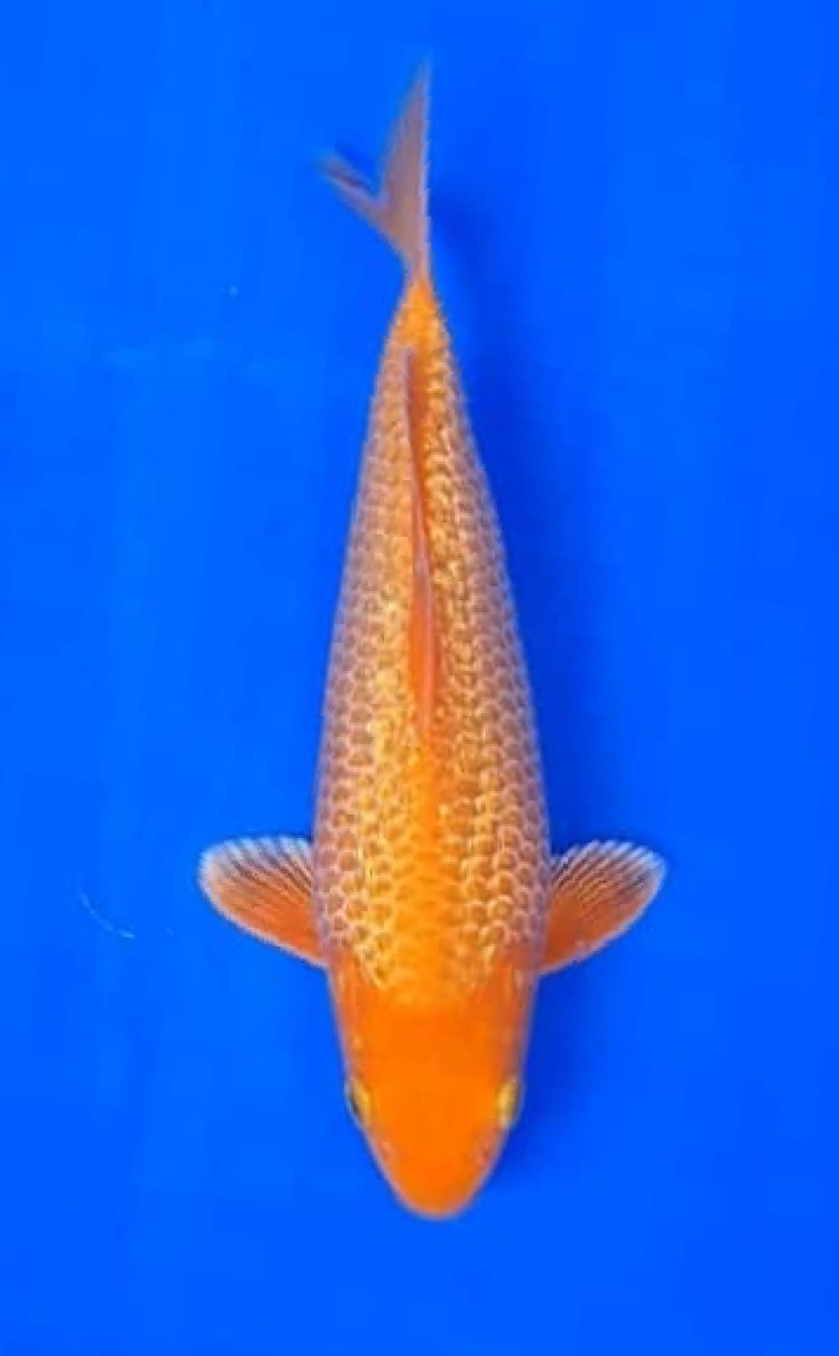 Juara 2