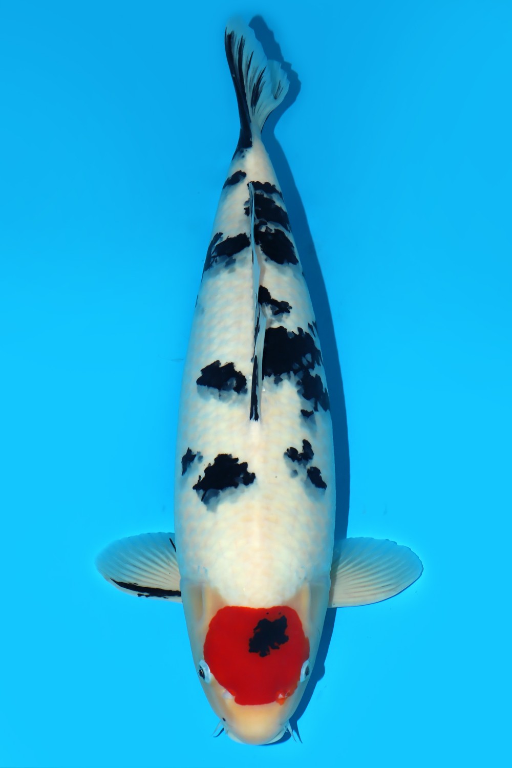 Juara 1