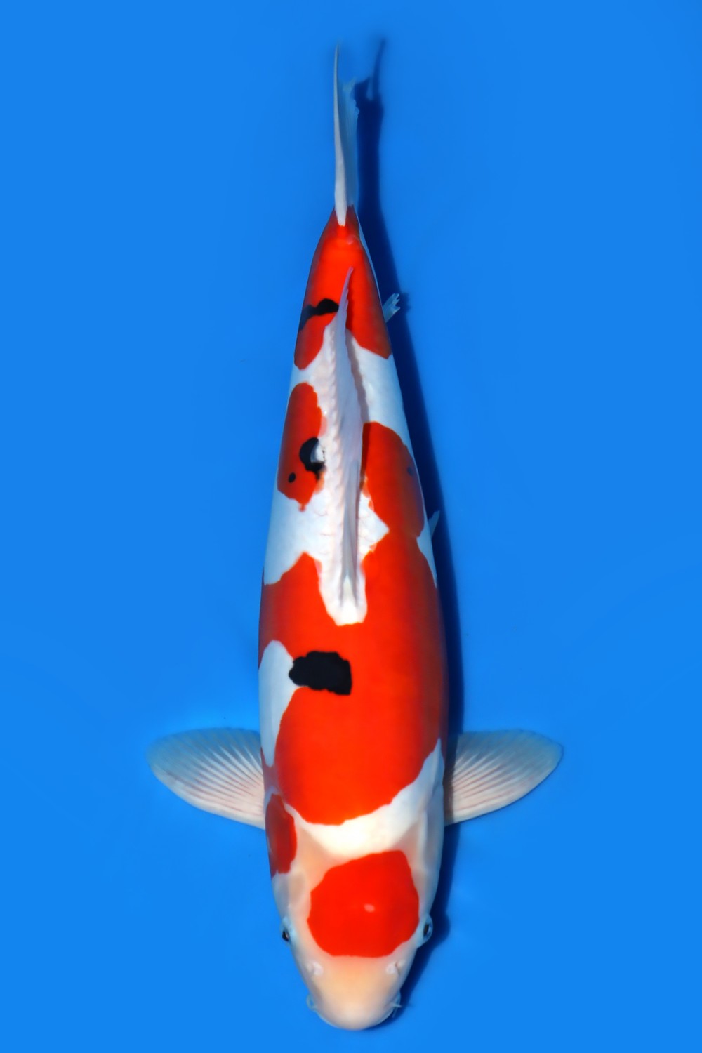 Best In Size C, 46 - 50 cm