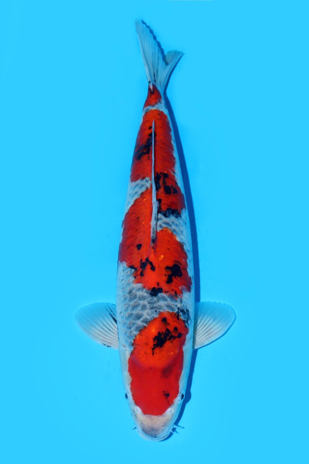 Juara 1