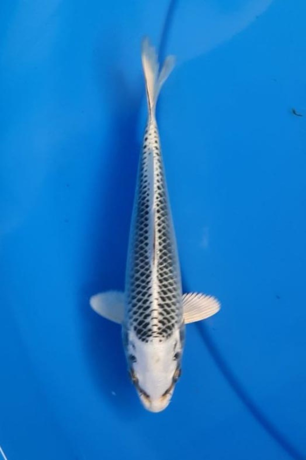 Best In Size E, Up To 15 cm
