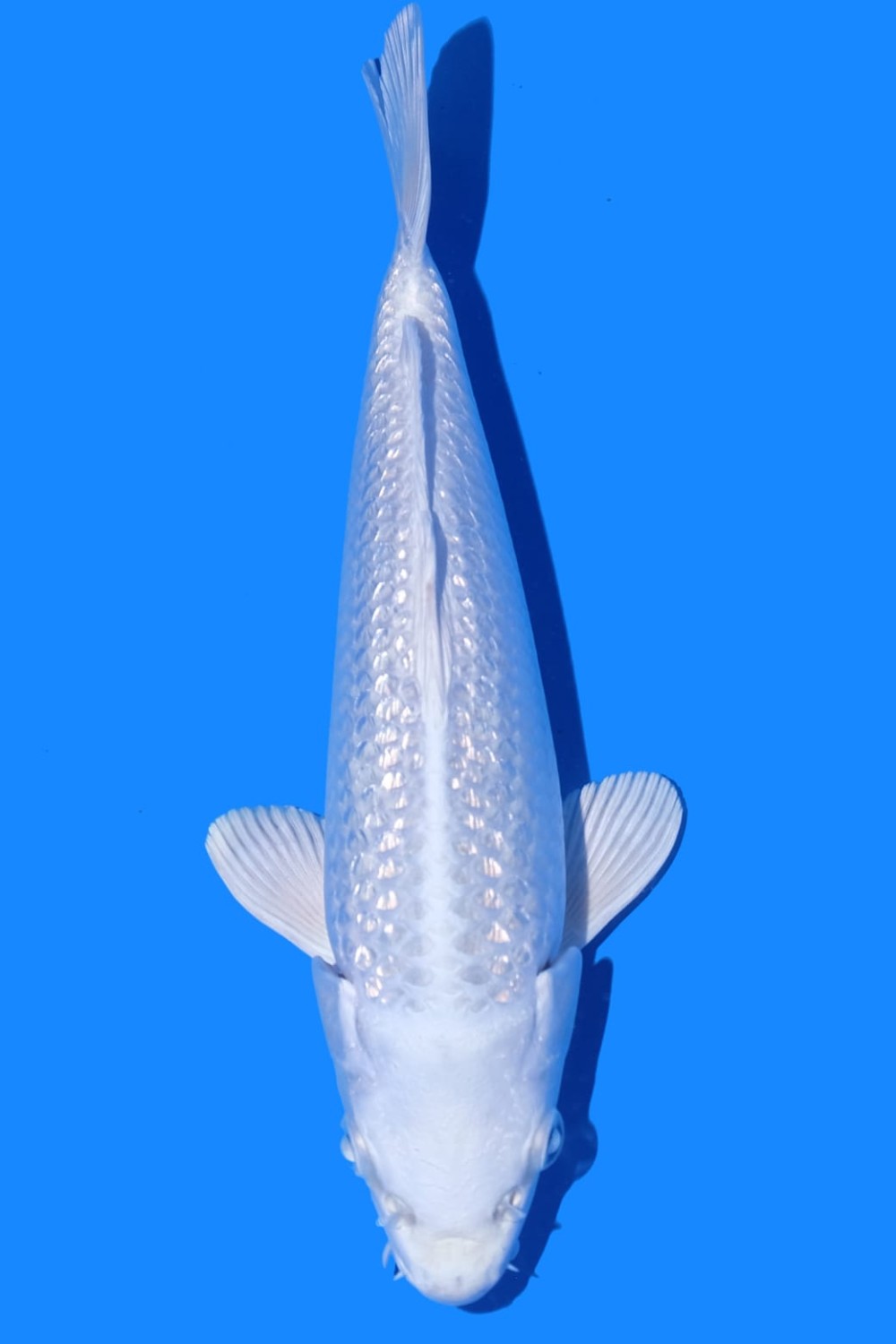 Best In Size E, 16 - 20 cm
