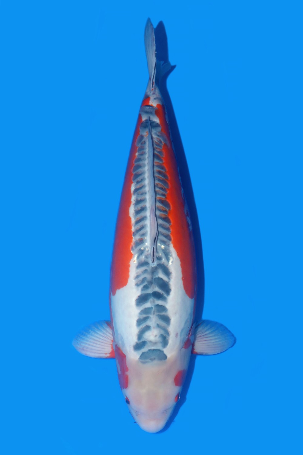 Best In Size D, 76 - 80 cm