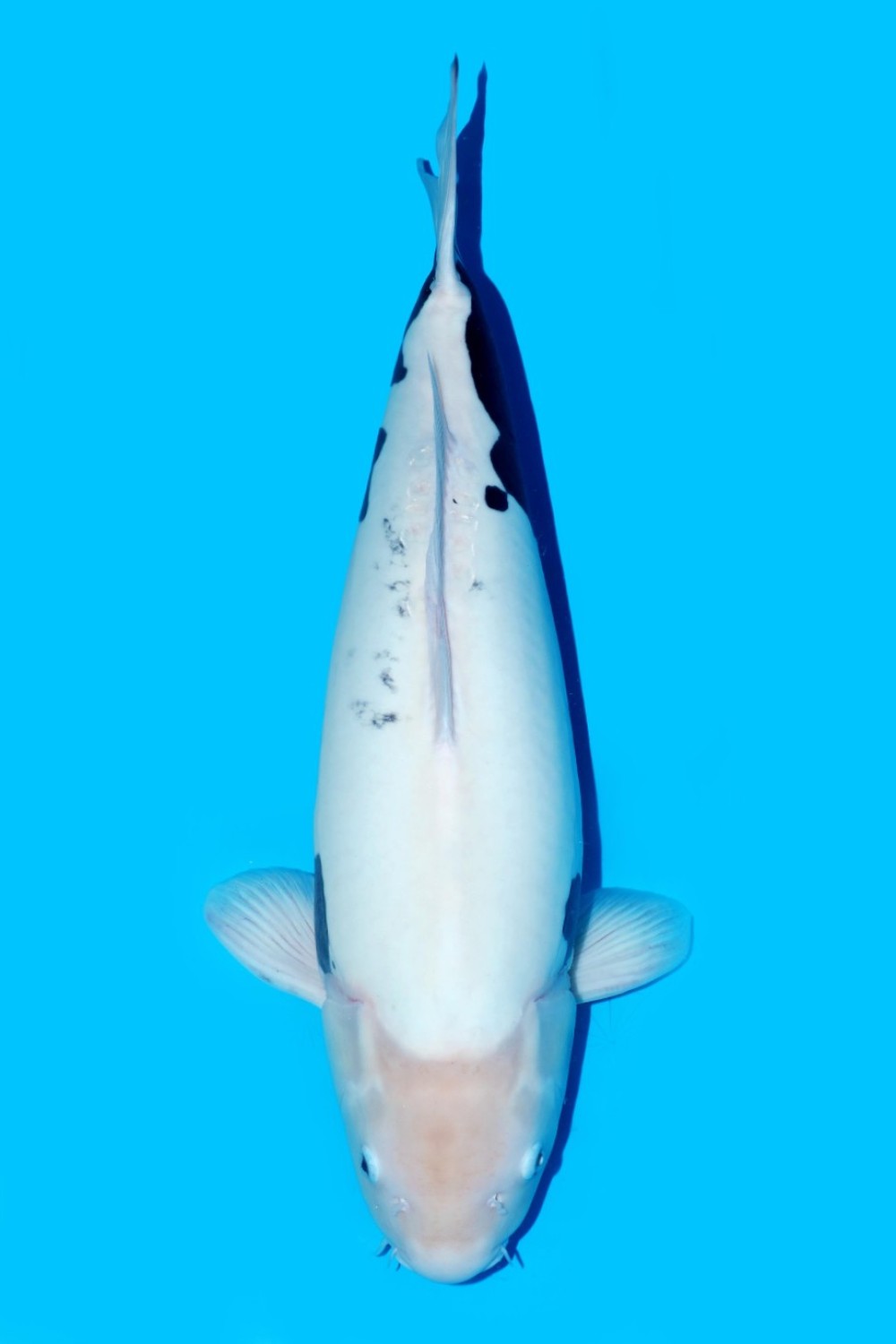 Juara 1