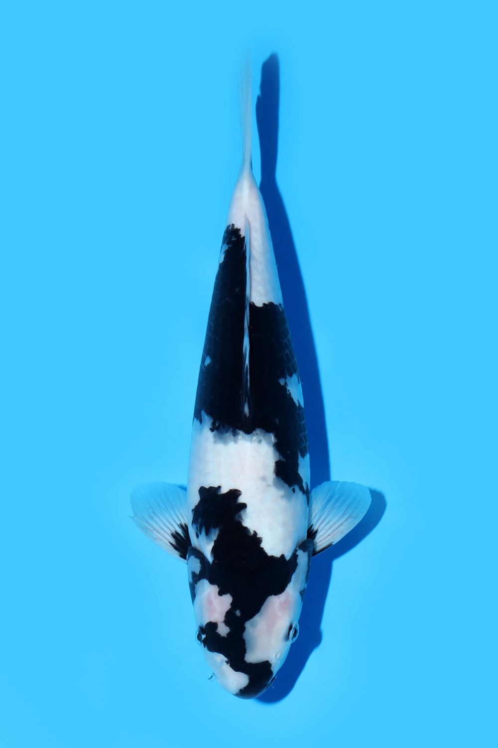Juara 1
