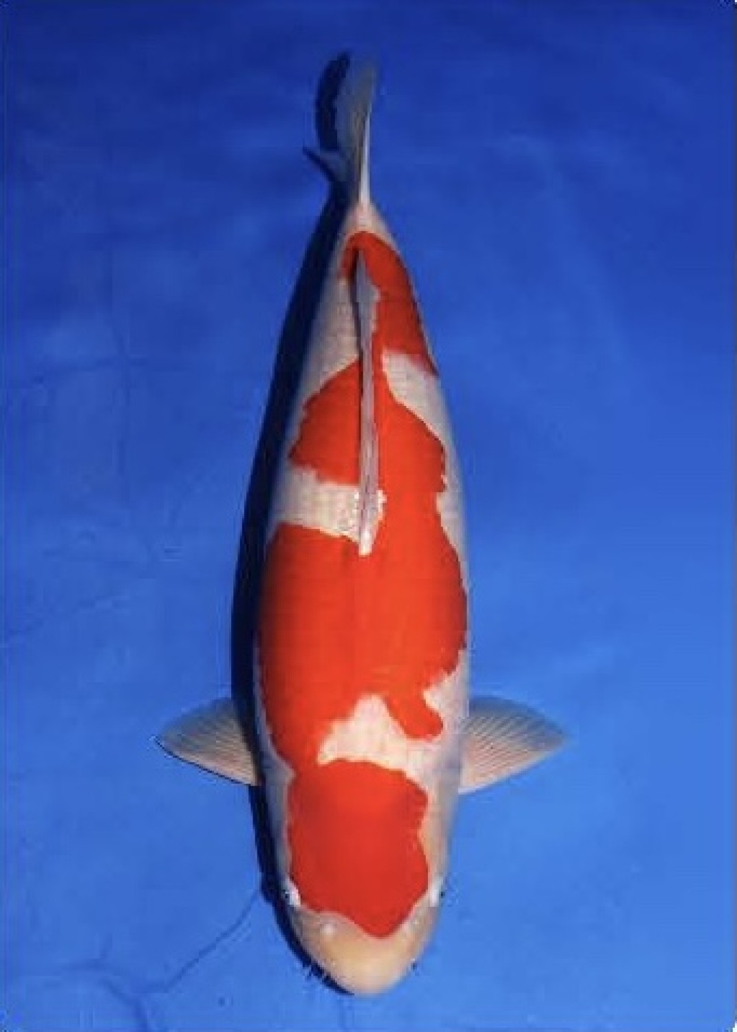 Juara 1