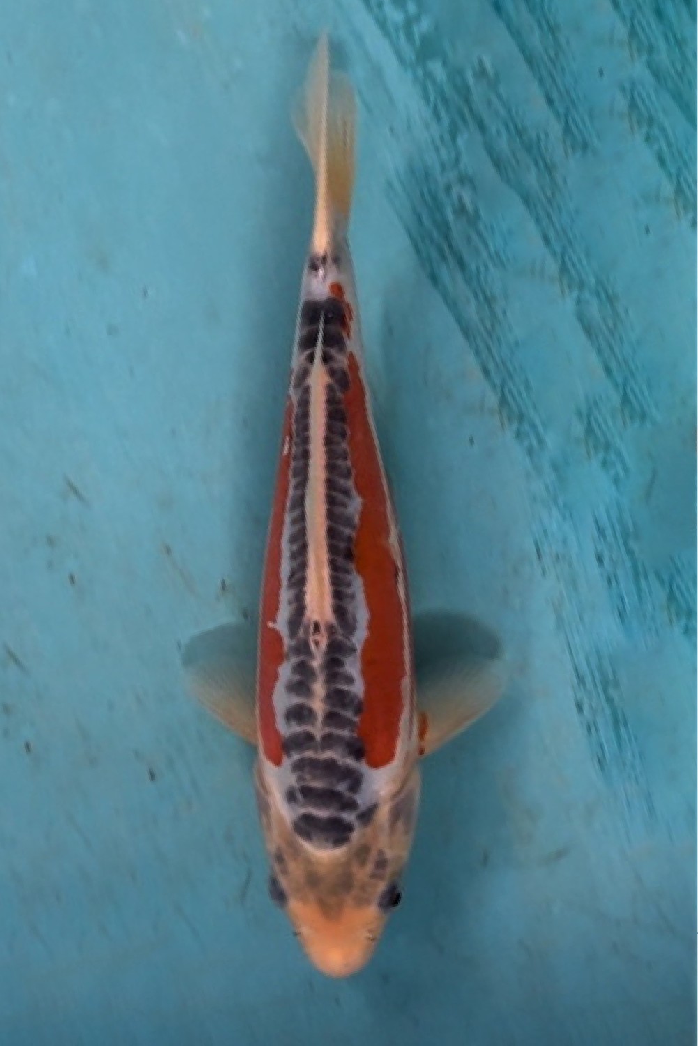 Juara 2