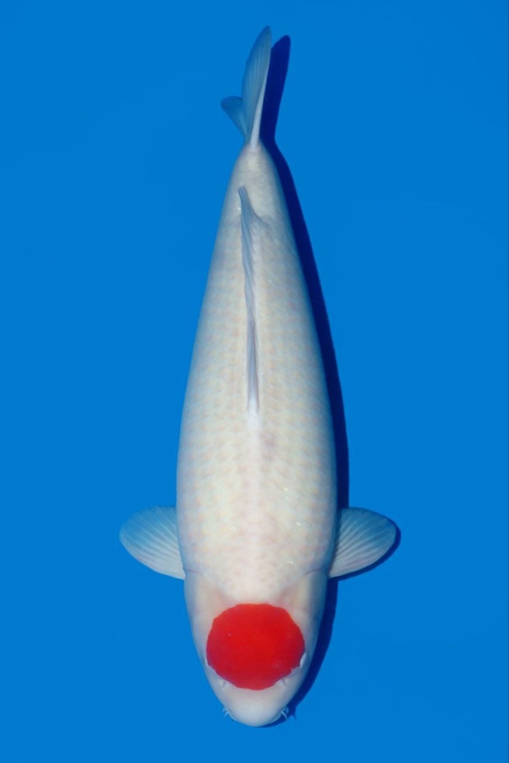 Best In Size C, 66 - 70 cm