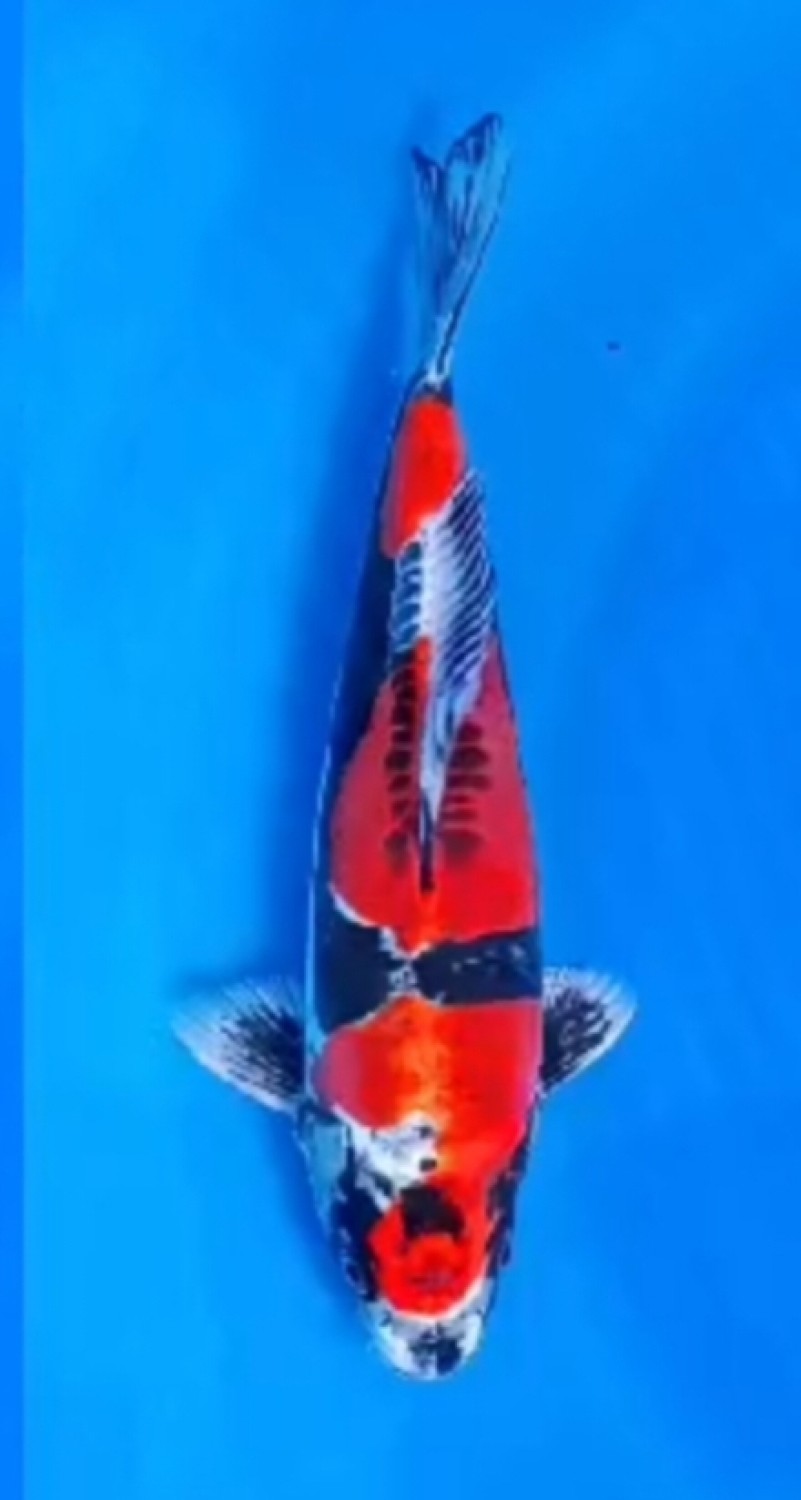 Juara 2
