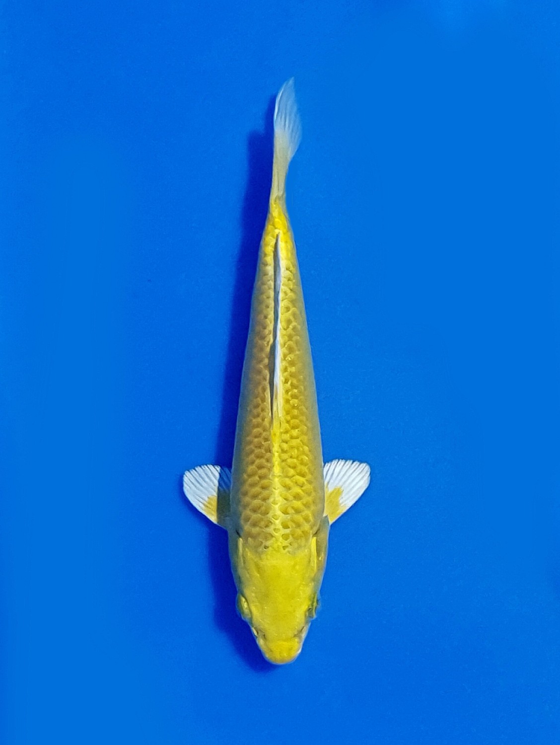 Juara 2