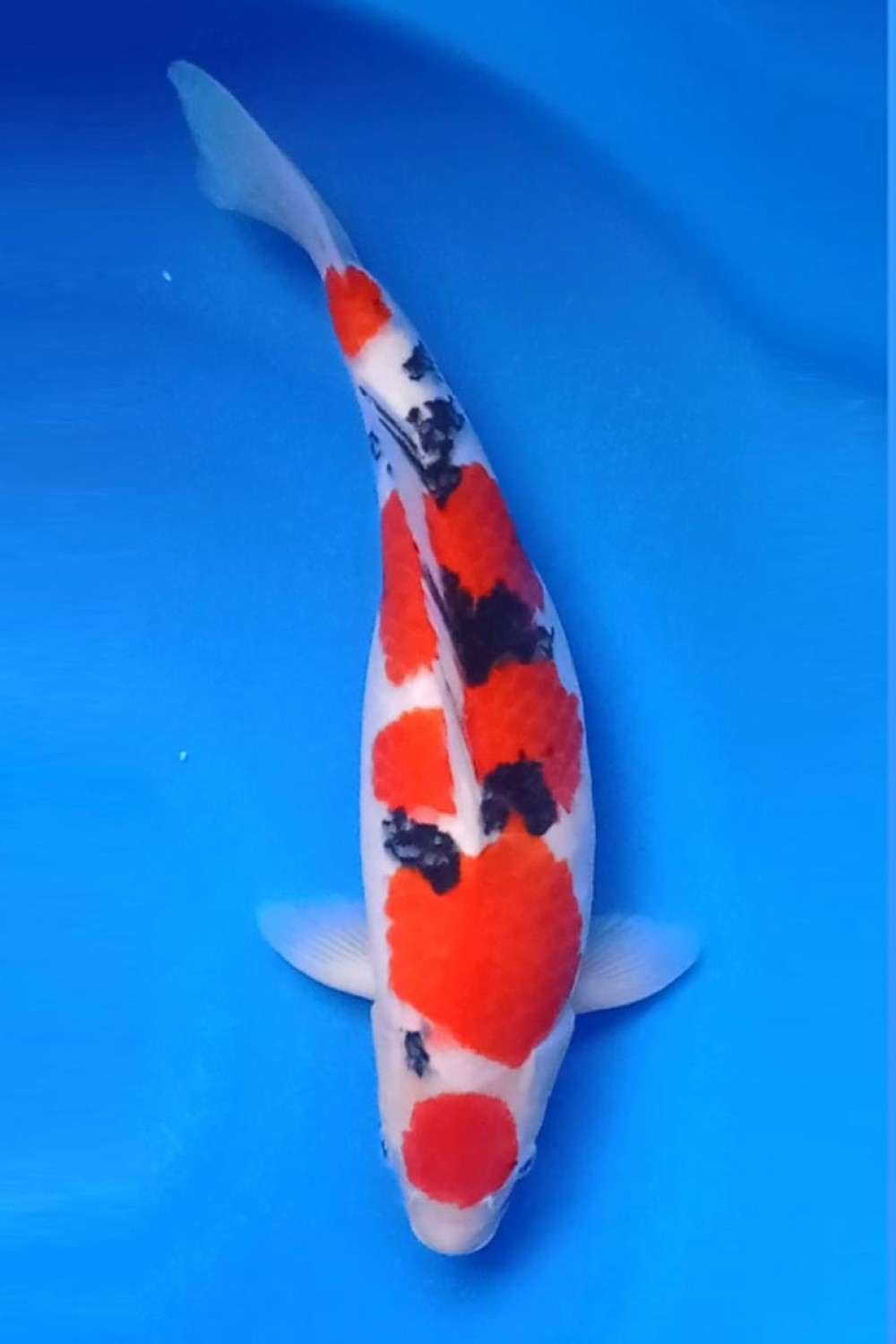 Juara 5