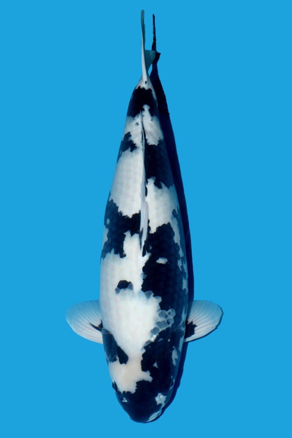 Juara 2