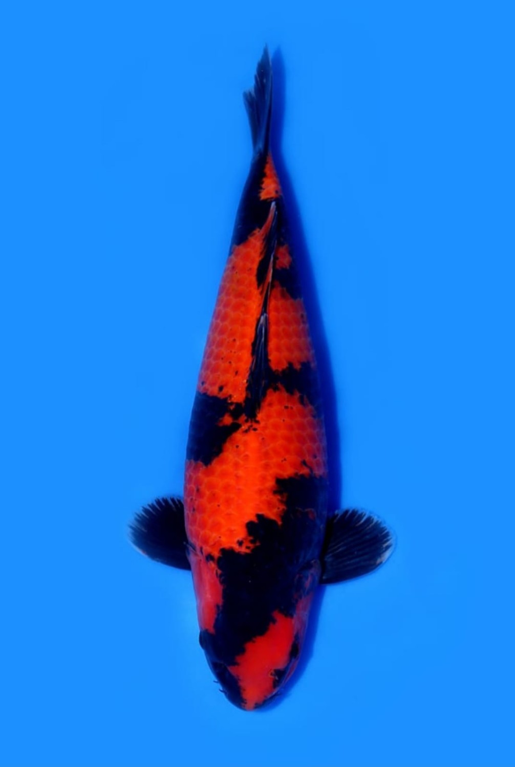 Juara 2