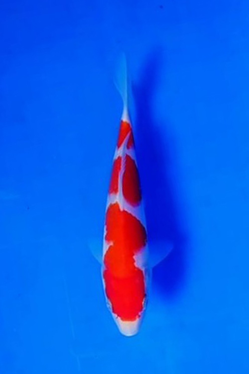 Juara 5