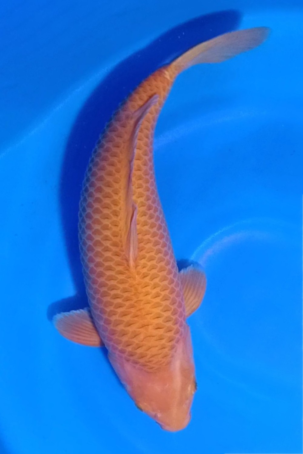 Juara 1