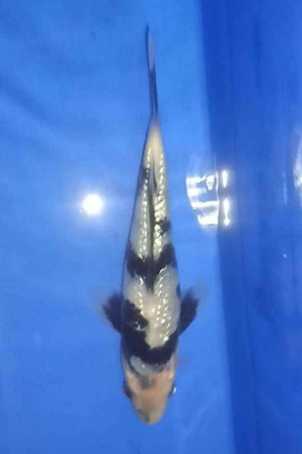 Juara 2