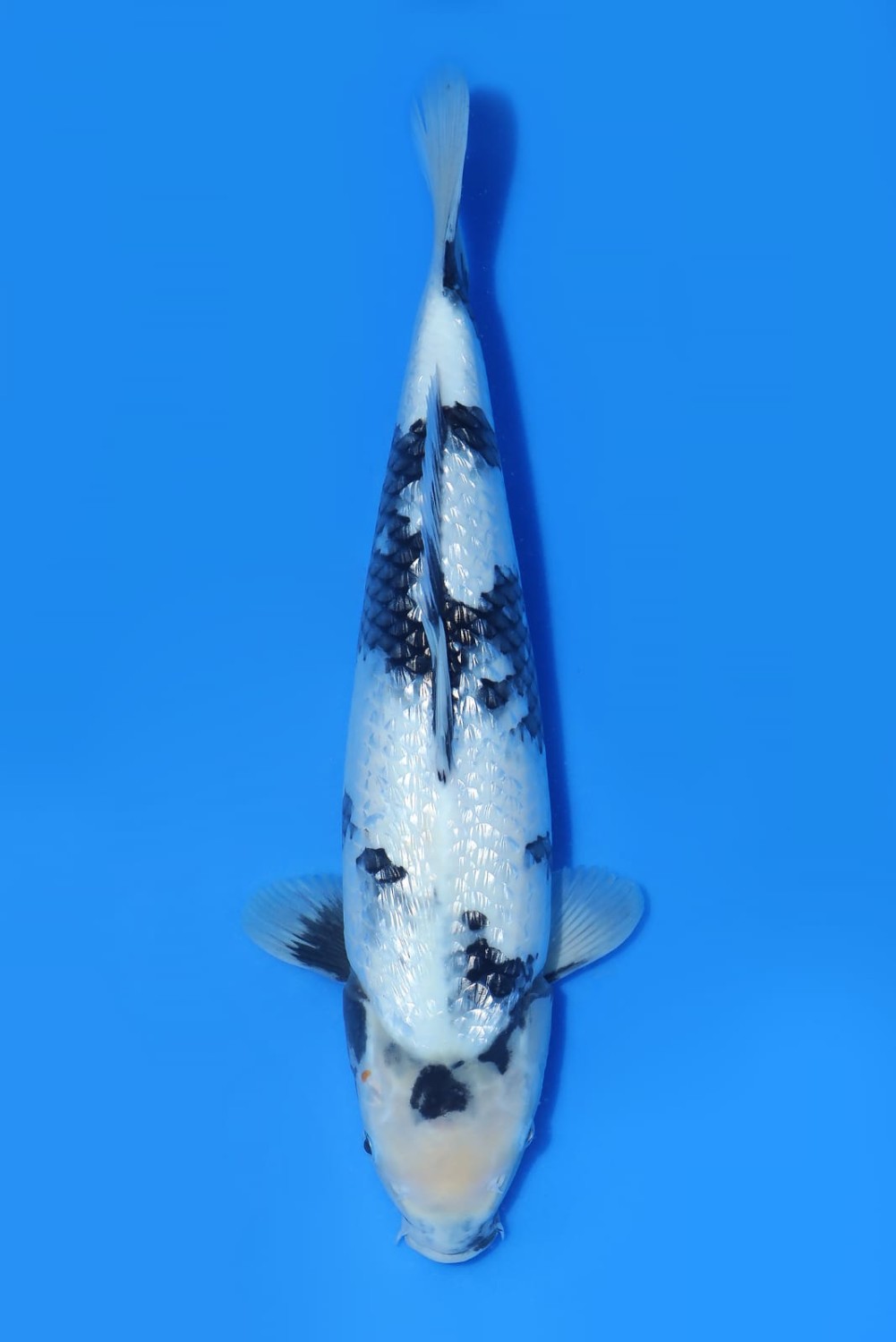 Juara 5