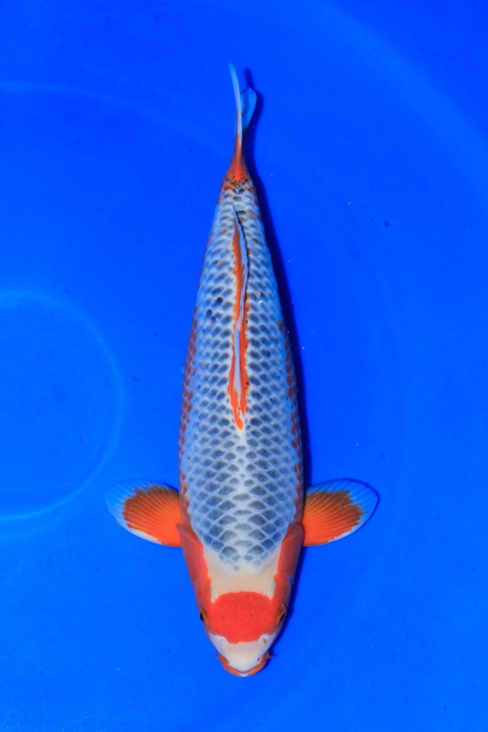 Juara 1