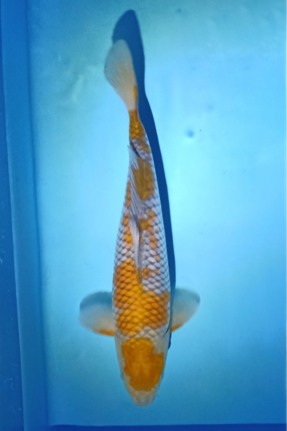 Juara 1