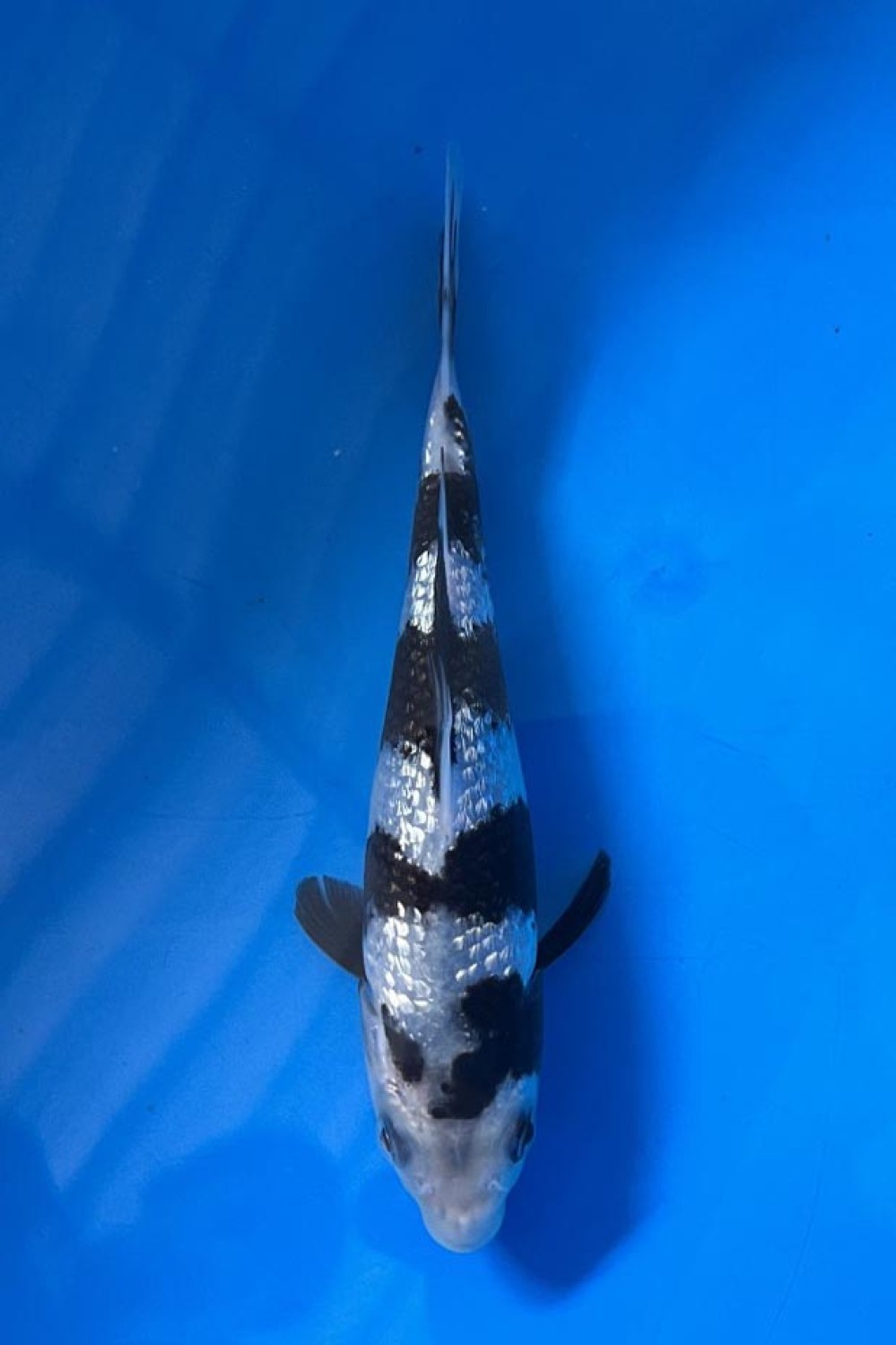 Best In Size C, 16 - 20 cm