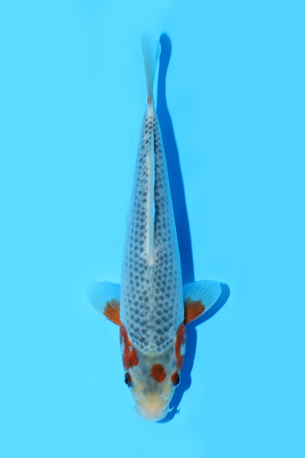 Juara 2